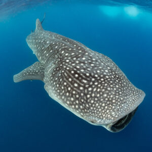 Whale shark diving steeply with open mouth seen from above, Isla Mujeres, Quintana Roo, Mexico