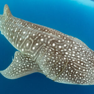 Close-up of a whale shark's spotted back and pectoral fin from above, Isla Mujeres, Quintana Roo, Mexico