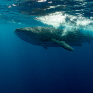 Whale shark feeding in dim water under churning surface bubbles, Isla Mujeres, Quintana Roo, Mexico