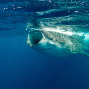 Whale shark gulping at the surface with mouth fully open, front view, Isla Mujeres, Quintana Roo, Mexico