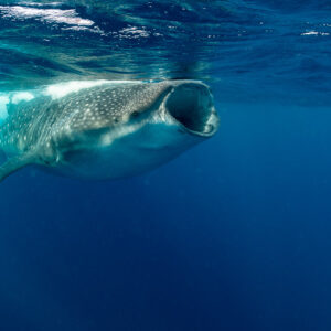 Whale shark surface feeding with open mouth in three-quarter view, Isla Mujeres, Quintana Roo, Mexico