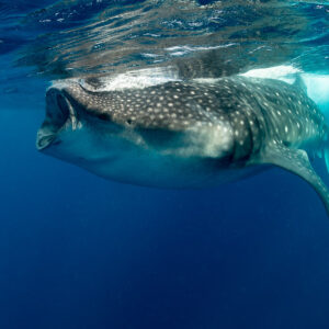 Whale shark feeding below the surface with mouth open, tail curving down, Isla Mujeres, Quintana Roo, Mexico