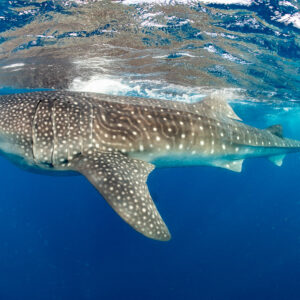Whale shark gliding under surface reflections with fins spread, Isla Mujeres, Quintana Roo, Mexico