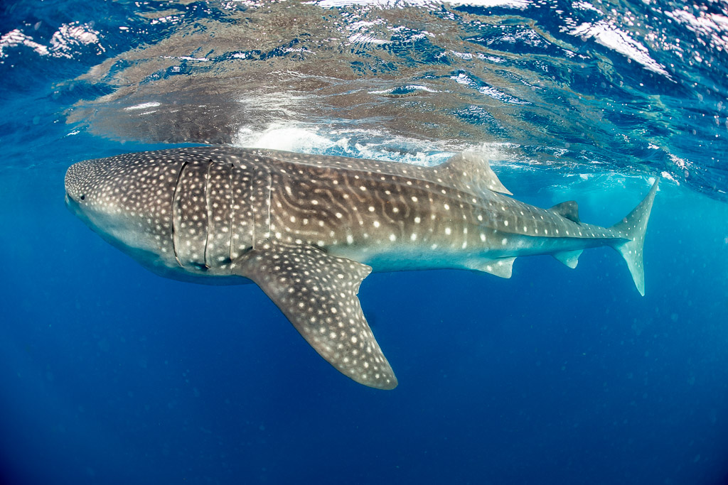 Requin-baleine glissant sous les reflets de surface, nageoires déployées, Isla Mujeres, Quintana Roo, Mexique