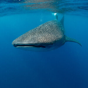 Whale shark approaching head-on with mouth closed in deep blue, Isla Mujeres, Quintana Roo, Mexico
