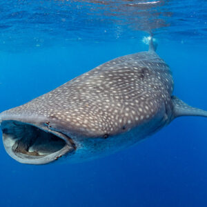 Requin-baleine