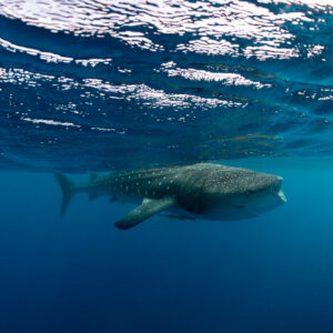 Distant whale shark cruising under rippled surface waves, Isla Mujeres, Quintana Roo, Mexico