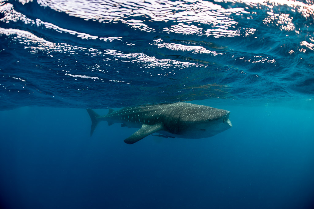Requin-baleine lointain croisant sous la surface ridée de vagues, Isla Mujeres, Quintana Roo, Mexique