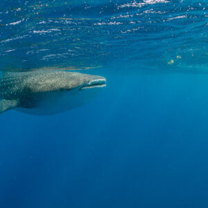 Whale shark swimming just under the surface in soft blue light, Isla Mujeres, Quintana Roo, Mexico