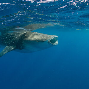 Whale shark with slightly open mouth approaching under the surface, Isla Mujeres, Quintana Roo, Mexico