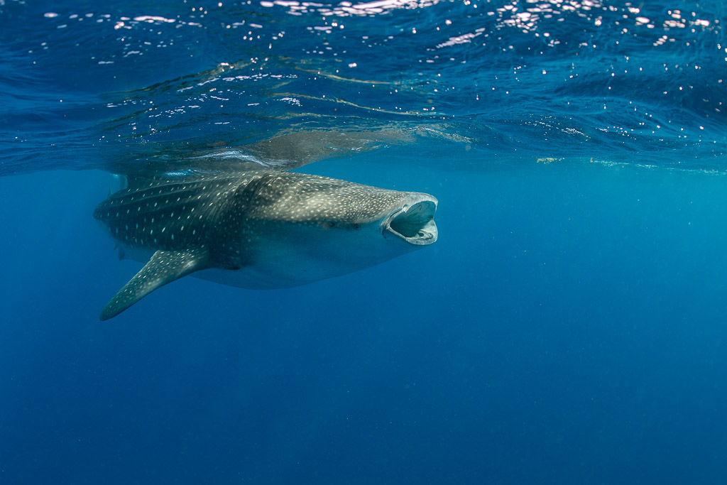 Requin-baleine bouche entrouverte approchant sous la surface, Isla Mujeres, Quintana Roo, Mexique