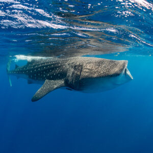Whale shark broadside under the surface with a remora at its tail, Isla Mujeres, Quintana Roo, Mexico