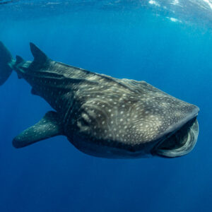 Whale shark banking with mouth open against bright blue water, Isla Mujeres, Quintana Roo, Mexico