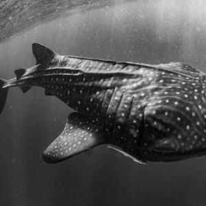 Black and white whale shark diving with open mouth seen from above, Isla Mujeres, Quintana Roo, Mexico