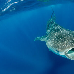 Whale shark rising mouth open toward the surface near a snorkeller, Isla Mujeres, Quintana Roo, Mexico