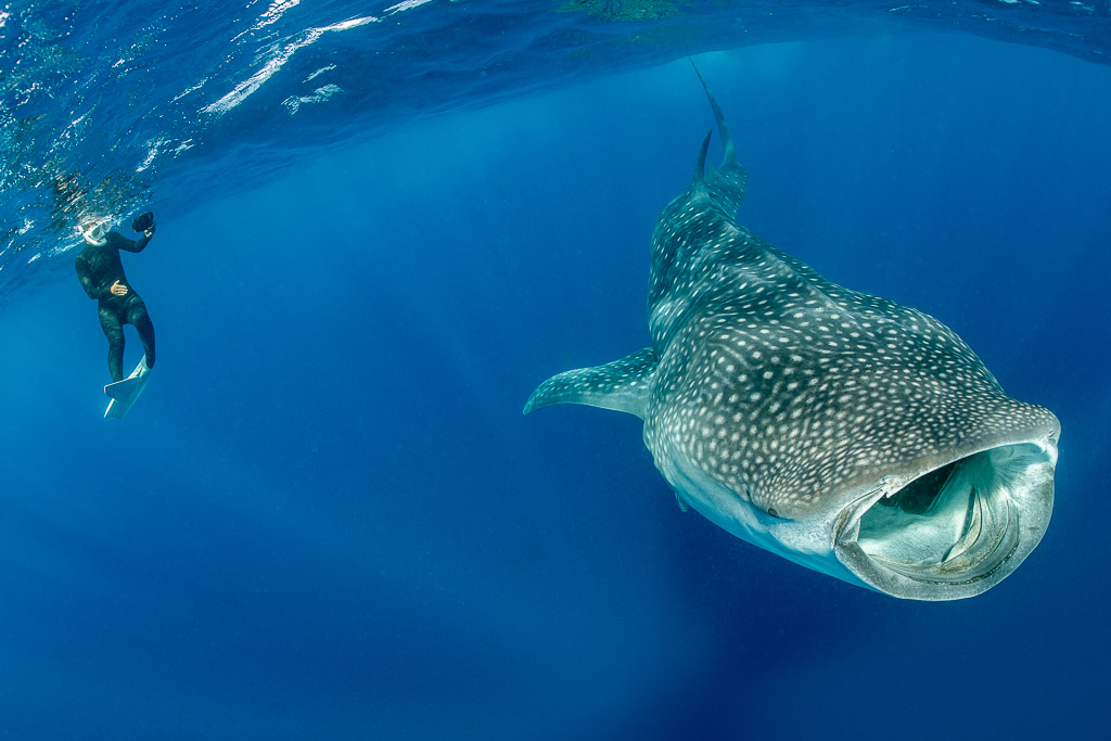 Requin-baleine remontant gueule ouverte vers la surface près d’un nageur, Isla Mujeres, Quintana Roo, Mexique