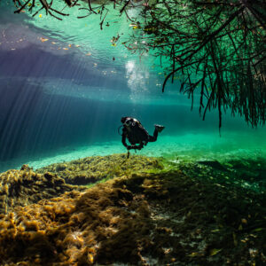 Diver gliding over algae-covered rock under mangroves in a green cenote, Casa Cenote, Quintana Roo, Mexico