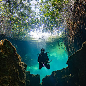 Diver in a cenote seen from below with trees above the surface, Casa Cenote, Quintana Roo, Mexico