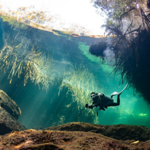 Diver swimming past underwater grasses in a sunlit cenote, Casa Cenote, Quintana Roo, Mexico