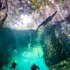 Crocodile at the surface above two divers in a mangrove cenote, Casa Cenote, Quintana Roo, Mexico