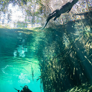Crocodile floating at the surface over a diver in turquoise water, Casa Cenote, Quintana Roo, Mexico