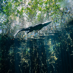 Crocodile silhouette at the surface under green foliage, vertical, Casa Cenote, Quintana Roo, Mexico