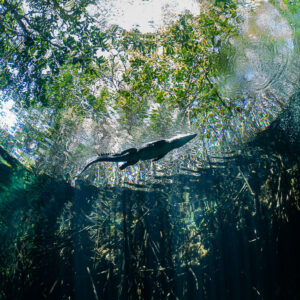 Crocodile seen from below against the sky and trees in a cenote, Casa Cenote, Quintana Roo, Mexico