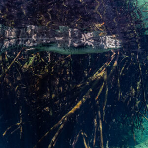 Crocodile resting at the surface above a tangle of mangrove roots, Casa Cenote, Quintana Roo, Mexico
