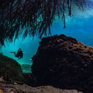 Diver framed by hanging mangrove roots and a rock in a cenote, Casa Cenote, Quintana Roo, Mexico