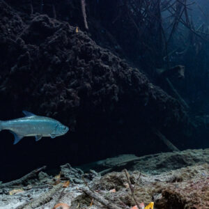 Silver tarpon swimming past a dark mangrove root bank, Casa Cenote, Quintana Roo, Mexico