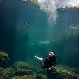 Diver rising over rocks toward the bright surface, vertical, Casa Cenote, Quintana Roo, Mexico