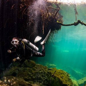 Diver beneath mangrove roots and rising bubbles in a cenote, Casa Cenote, Quintana Roo, Mexico