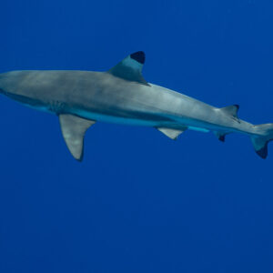 Blacktip reef shark seen from below in open blue water, Tahiti, Society Islands, French Polynesia