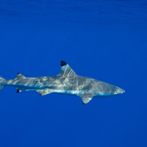 Blacktip reef shark swimming right with sunlight ripples on its back, Tahiti, Society Islands, French Polynesia