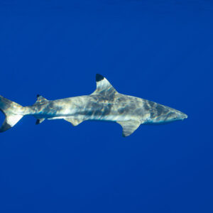 Blacktip reef shark in profile with caustic light in deep blue, Tahiti, Society Islands, French Polynesia