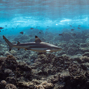 Blacktip reef shark cruising over shallow reef below the surface, Tahiti, Society Islands, French Polynesia