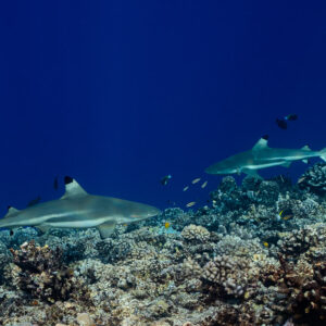 Two blacktip reef sharks swimming over a coral reef, Tahiti, Society Islands, French Polynesia