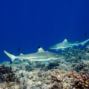 Pair of blacktip reef sharks passing close to coral heads, Tahiti, Society Islands, French Polynesia