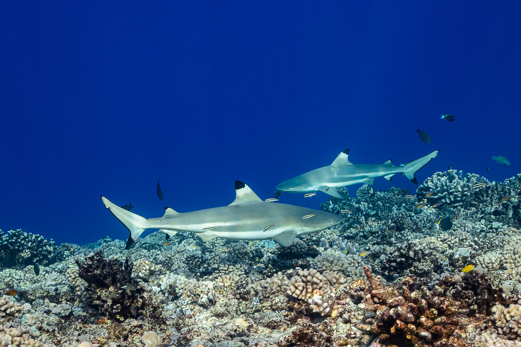 Paire de requins à pointes noires passant près des massifs coralliens, Tahiti, îles de la Société, Polynésie française