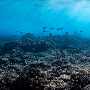 Wide reef scene with distant blacktip reef shark and surgeonfish under sun rays, Tahiti, Society Islands, French Polynesia