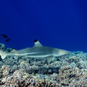 Blacktip reef shark gliding just above the coral in profile, Tahiti, Society Islands, French Polynesia