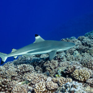 Blacktip reef shark swimming over a sloping coral reef, Tahiti, Society Islands, French Polynesia