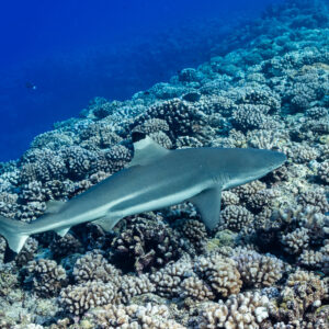 Blacktip reef shark following the coral slope, rear three-quarter view, Tahiti, Society Islands, French Polynesia