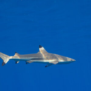 Small blacktip reef shark in profile in plain blue water, Tahiti, Society Islands, French Polynesia