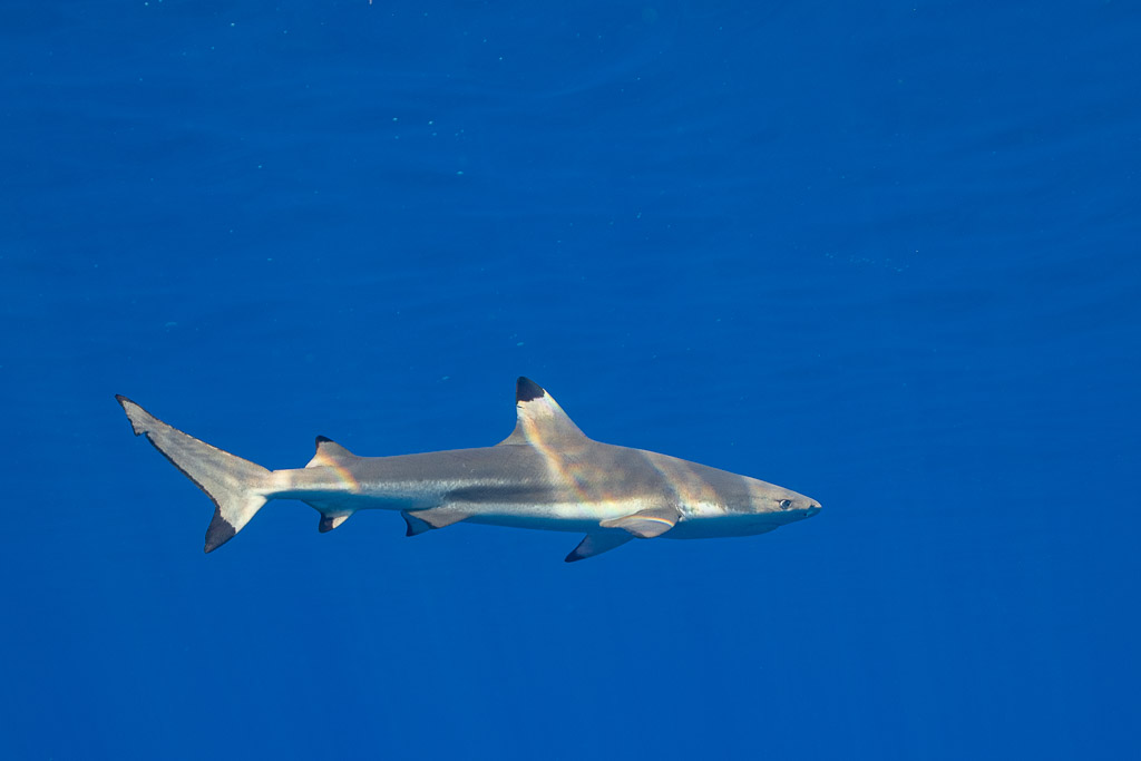 Petit requin à pointes noires de profil en eau bleue uniforme, Tahiti, îles de la Société, Polynésie française
