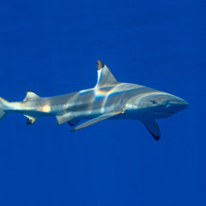 Blacktip reef shark close-up with light reflections on its flank, Tahiti, Society Islands, French Polynesia