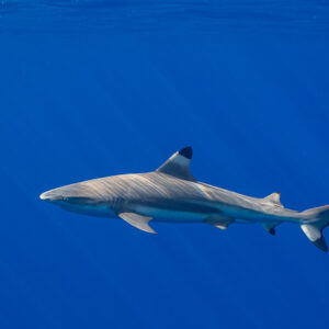 Blacktip reef shark swimming left in deep blue water, Tahiti, Society Islands, French Polynesia
