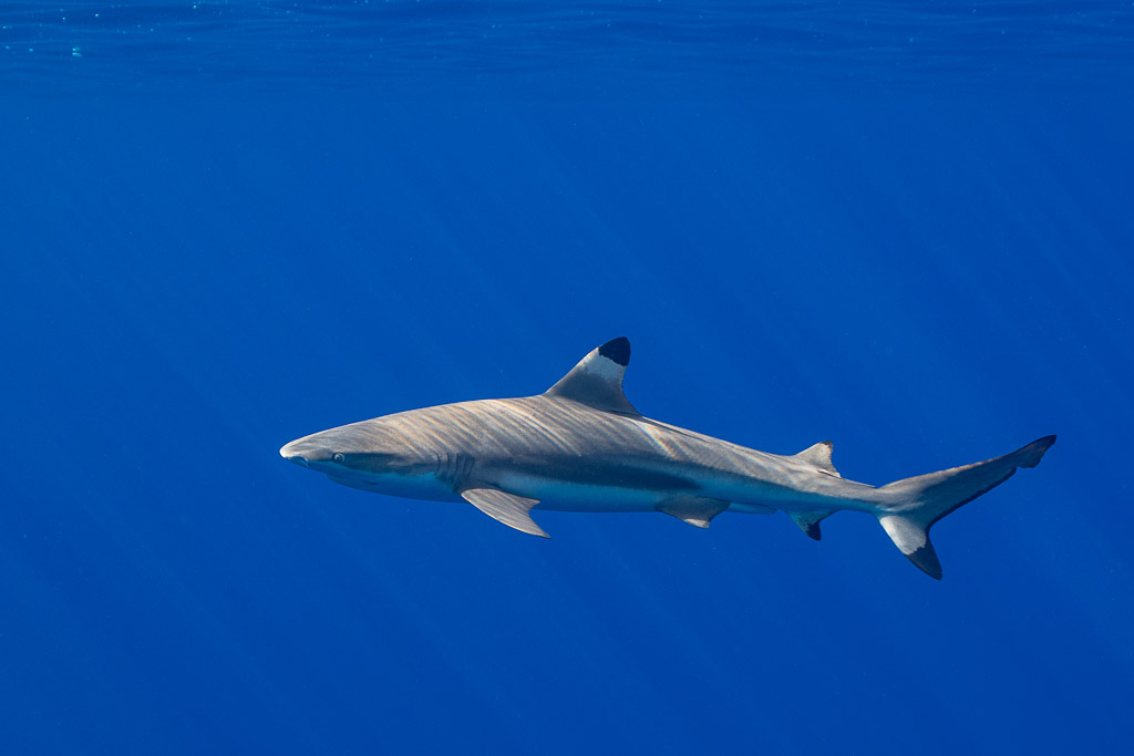 Requin à pointes noires nageant vers la gauche dans le bleu profond, Tahiti, îles de la Société, Polynésie française