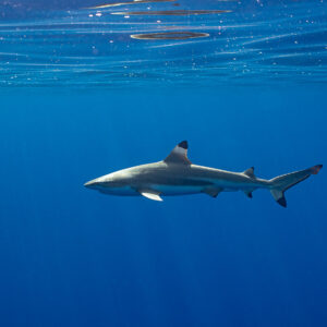 Blacktip reef shark below the surface with mirror reflections, Tahiti, Society Islands, French Polynesia