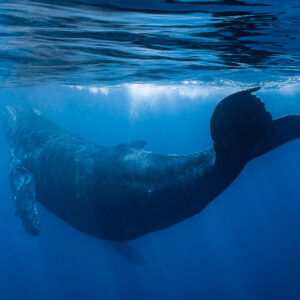 Baleine à bosse cambrée juste sous la surface, Tahiti, îles de la Société, Polynésie française